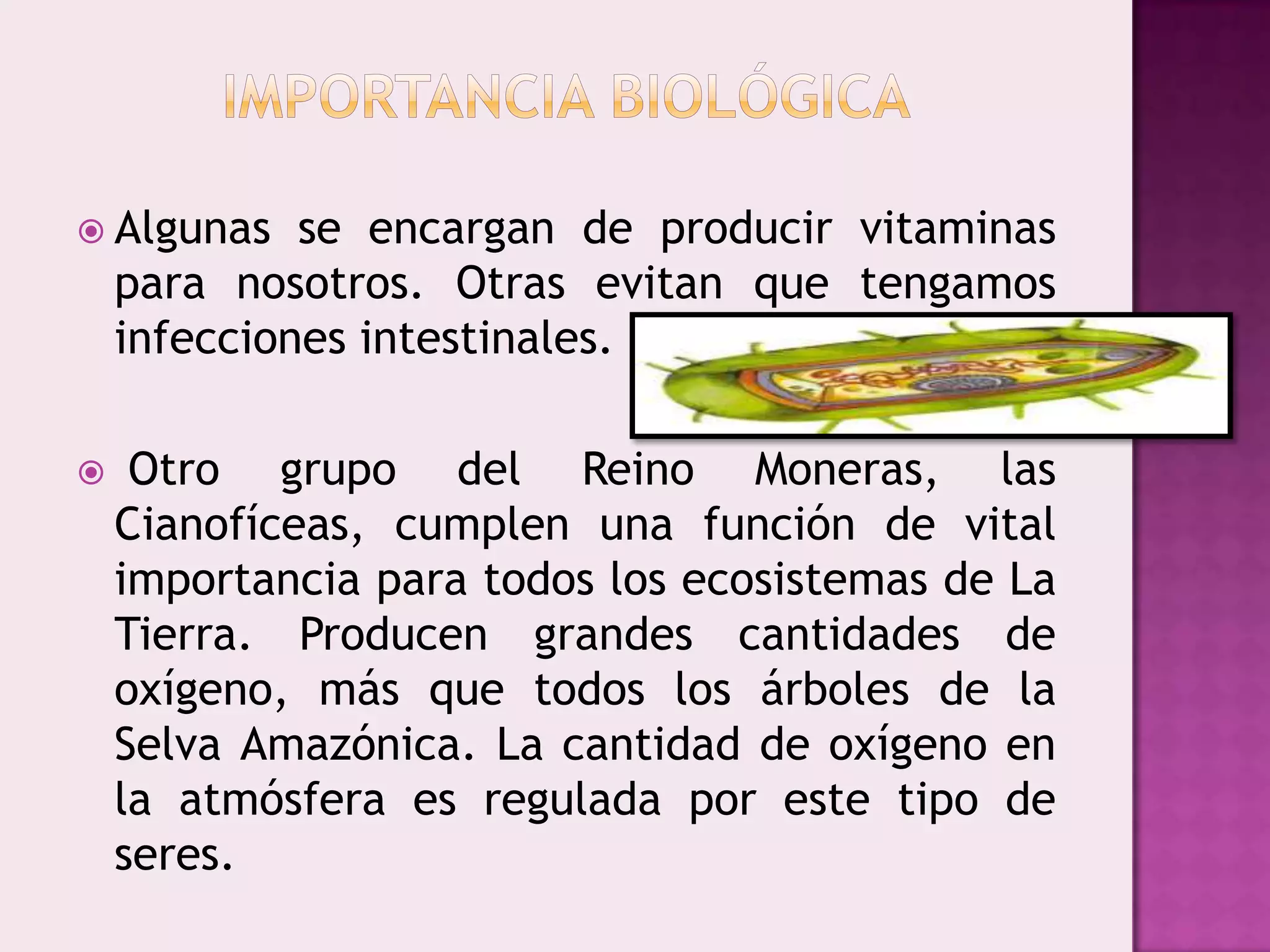 El Reino Monera | PPTX