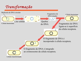 Transformação
Célula bacteriana
Lise celular Quebra
do DNA
Fragmentos de
DNA doador
Célula bacteriana
Fragmentos de DNA
ligam-se à superfície
da célula receptora.
O fragmento de DNA é
incorporado à célula receptora.
O fragmento de DNA é integrado
ao cromossomo da célula receptora.
Célula transformada
Molécula de DNA circular
 