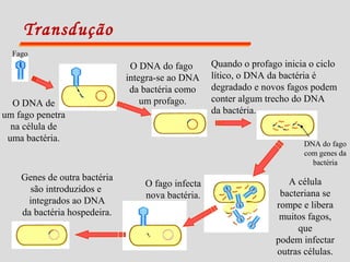 Transdução
Fago
O DNA de
um fago penetra
na célula de
uma bactéria.
O DNA do fago
integra-se ao DNA
da bactéria como
um profago.
Quando o profago inicia o ciclo
lítico, o DNA da bactéria é
degradado e novos fagos podem
conter algum trecho do DNA
da bactéria.
A célula
bacteriana se
rompe e libera
muitos fagos,
que
podem infectar
outras células.
O fago infecta
nova bactéria.
Genes de outra bactéria
são introduzidos e
integrados ao DNA
da bactéria hospedeira.
DNA do fago
com genes da
bactéria
 