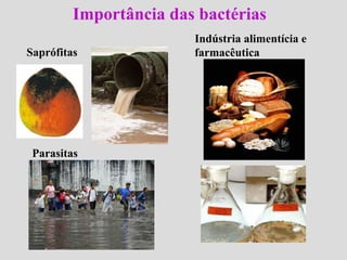 Importância das bactérias
Saprófitas
Parasitas
Indústria alimentícia e
farmacêutica
 