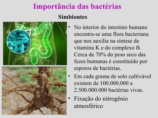 Importância das bactérias
Simbiontes
• No interior do intestino humano
encontra-se uma flora bacteriana
que nos auxilia na síntese de
vitamina K e do complexo B.
Cerca de 70% do peso seco das
fezes humanas é constituído por
esporos de bactérias.
• Em cada grama de solo cultivável
existem de 100.000.000 a
2.500.000.000 bactérias vivas.
• Fixação do nitrogênio
atmosférico
 