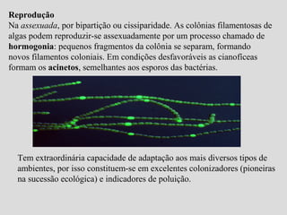 Reprodução
Na assexuada, por bipartição ou cissiparidade. As colônias filamentosas de
algas podem reproduzir-se assexuadamente por um processo chamado de
hormogonia: pequenos fragmentos da colônia se separam, formando
novos filamentos coloniais. Em condições desfavoráveis as cianofíceas
formam os acinetos, semelhantes aos esporos das bactérias.
Tem extraordinária capacidade de adaptação aos mais diversos tipos de
ambientes, por isso constituem-se em excelentes colonizadores (pioneiras
na sucessão ecológica) e indicadores de poluição.
 