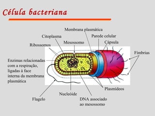 Célula bacteriana
Fímbrias
Cápsula
Parede celular
Plasmídeos
DNA associado
ao mesossomo
Nucleóide
Flagelo
Enzimas relacionadas
com a respiração,
ligadas à face
interna da membrana
plasmática
Mesossomo
Citoplasma
Ribossomos
Membrana plasmática
 