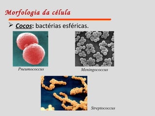 Morfologia da célula
 Cocos: bactérias esféricas.
Pneumococcus Meningococcus
Streptococcus
 