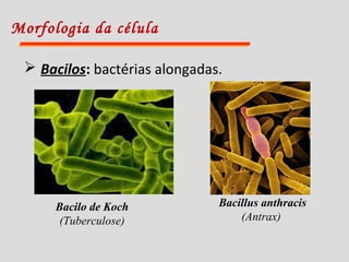 Morfologia da célula
 Bacilos: bactérias alongadas.
Bacilo de Koch
(Tuberculose)
Bacillus anthracis
(Antrax)
 