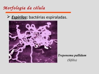 Morfologia da célula
 Espirilos: bactérias espiraladas.
Treponema pallidum
(Sífilis)
 