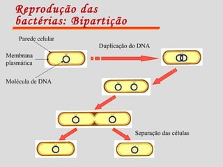 Reprodução das
bactérias: Bipartição
Duplicação do DNA
Separação das células
Parede celular
Membrana
plasmática
Molécula de DNA
 