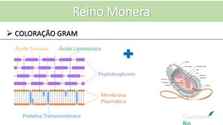 Cavalcante
Reino Monera
 COLORAÇÃO GRAM
 