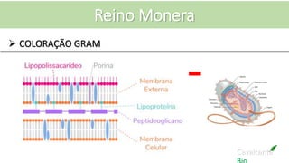 Cavalcante
Reino Monera
 COLORAÇÃO GRAM
 