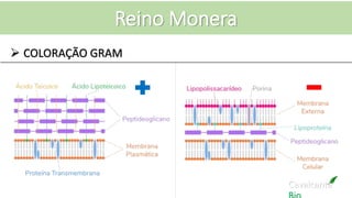 Cavalcante
Reino Monera
 COLORAÇÃO GRAM
 