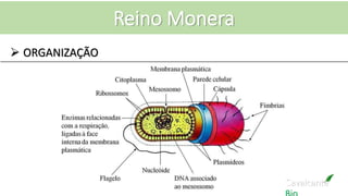 Cavalcante
Reino Monera
 ORGANIZAÇÃO
 