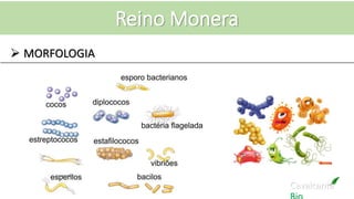 Cavalcante
Reino Monera
 MORFOLOGIA
 