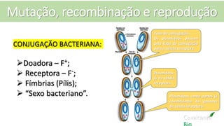 Mutação, recombinação e reprodução
Cavalcante
Tubo de conjugação.
Os plasmídeos passam
pelo tubo de conjugação
para a célula receptora.
Plasmídeos
já na célula
receptora.
Plasmídeos como partes já
constituintes do genoma
da célula receptora.
CONJUGAÇÃO BACTERIANA:
Doadora – F+;
 Receptora – F-;
 Fímbrias (Pílis);
 “Sexo bacteriano”.
 
