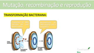 Mutação, recombinação e reprodução
Cavalcante
Fragmentos de DNA
liberados por uma
bactéria morta.
Recombinação do
DNA exógeno com o
hospedeiro.
TRANSFORMAÇÃO BACTERIANA:
 