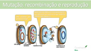 Mutação, recombinação e reprodução
Cavalcante
DNA injetado por
um bacteriófago
Replicação do DNA viral e encapsulamento
para formação de novos vírus que poderão
Infectar outra bactéria.
 