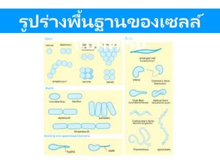 รูปร่างพื้นฐานของเซลล์
แบคทีเรีย
 