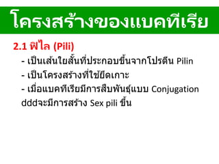 2.1 ฟิ ไล (Pili)
- เป็นเส ้นใยสั้นที่ประกอบขึ้นจากโปรตีน Pilin
- เป็นโครงสร ้างที่ใช ้ยึดเกาะ
- เมื่อแบคทีเรียมีการสืบพันธุ์แบบ Conjugation
จะมีการสร ้าง Sex pili ขึ้น
โครงสร้างของแบคทีเรีย
 