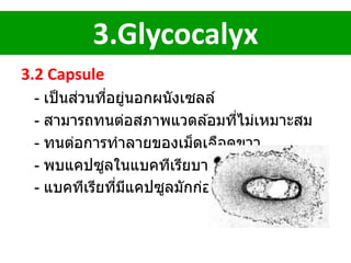 3.2 Capsule
- เป็นส่วนที่อยู่นอกผนังเซลล์
- สามารถทนต่อสภาพแวดล ้อมที่ไม่เหมาะสม
- ทนต่อการทาลายของเม็ดเลือดขาว
- พบแคปซูลในแบคทีเรียบางชนิดเท่านั้น
- แบคทีเรียที่มีแคปซูลมักก่อโรครุนแรง
3.Glycocalyx
 