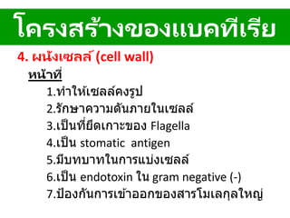 4. ผนังเซลล์(cell wall)
หน้าที่
1.ทาให ้เซลล์คงรูป
2.รักษาความดันภายในเซลล์
3.เป็นที่ยึดเกาะของ Flagella
4.เป็น stomatic antigen
5.มีบทบาทในการแบ่งเซลล์
6.เป็น endotoxin ใน gram negative (-)
7.ป้องกันการเข ้าออกของสารโมเลกุลใหญ่
โครงสร้างของแบคทีเรีย
 