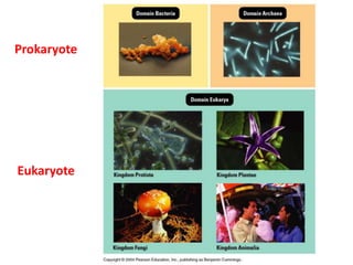 Prokaryote
Eukaryote
 