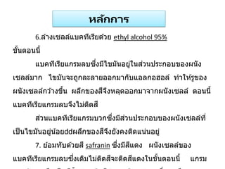 6.ล ้างเซลล์แบคทีเรียด ้วย ethyl alcohol 95%
ขั้นตอนนี้
แบคทีเรียแกรมลบซึ่งมีไขมันอยู่ในส่วนประกอบของผนัง
เซลล์มาก ไขมันจะถูกละลายออกมากับแอลกอฮอล์ ทาให ้รูของ
ผนังเซลล์กว ้างขึ้น ผลึกของสีจึงหลุดออกมาจากผนังเซลล์ ตอนนี้
แบคทีเรียแกรมลบจึงไม่ติดสี
ส่วนแบคทีเรียแกรมบวกซึ่งมีส่วนประกอบของผนังเซลล์ที่
เป็นไขมันอยู่น้อย ผลึกของสีจึงยังคงติดแน่นอยู่
7. ย ้อมทับด ้วยสี safranin ซึ่งมีสีแดง ผนังเซลล์ของ
แบคทีเรียแกรมลบซึ่งเดิมไม่ติดสีจะติดสีแดงในขั้นตอนนี้ แกรม
หลักการ
 