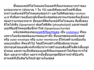 ชั้นของเพปทิโดไกลแคนในแบคทีเรียแกรมลบบางกว่าของ
แกรมบวกมาก (ประมาณ 1 ใน 10) และมีพันธะเพปไทด์ที่เชื่อม
ระหว่างเส ้นเพปทิโดไกลแคนน้อยกว่า และไม่มีพันธะของ teichoic
acid ที่เพิ่มความแข็งแรงดังนั้นผนังเซลล์ของพวกแกรมลบจึงแข็งแรง
น้อยกว่าแกรมบวกมาก ชั้นนอกที่ติดกับเพปทิโดไกลแคน คือชั้นของ
ลิโพโปรตีน (lipoprotein) ฟอสโฟลิพิด (phospholipid) และสารพอลิ
เมอร์คือ ลิโพพอลฃิแซ็กคาไรด์ (lipopolysaccharide)
ผนังเซลล์ของของแบคทีเรียแกรมลบ เป็น endotoxin ที่พบ
เฉพาะในผนังเซลล์ของแกรมลบเท่านั้น ชั้นนอกสุดของผนังเซลล์
หรือ outer envelope หรือ outer membrane มีโครงสร ้างเหมือนกับ
เมมเบรนอื่นๆ ที่พบทั่วไป โดยมีโครงสร ้างที่ซับซ ้อนมากและ
ประกอบด ้วยแอนติเจนที่เหนี่ยวนาการสร ้างแอนติบอดี้ในสัตว์เลี้ยงลูก
ด ้วยนม และความเป็นพิษของแบคทีเรียแกรมลบทาให ้เกิดอาการไข ้
ช็อก และอาการอื่นๆ นอกจากนั้นชั้นนอกสุดนี้ยังทาหน้าที่ป้องกัน
สารเคมีที่เป็นพิษไม่ให ้เข ้าสู่ภายในเซลล์
 