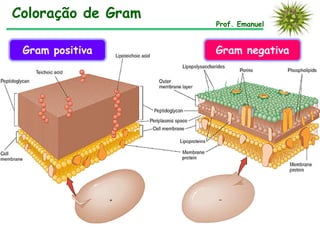 Coloração de Gram
Prof. Emanuel
Gram positiva Gram negativa
 