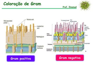 Coloração de Gram
Prof. Emanuel
Gram positiva Gram negativa
 