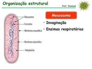 Prof. Emanuel
Organização estrutural
Mesossomo
• Invaginação
• Enzimas respiratórias
 