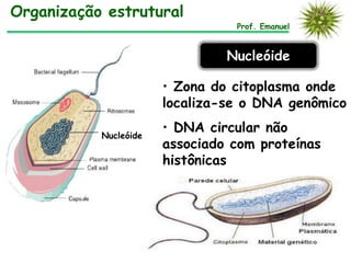 Prof. Emanuel
Organização estrutural
Nucleóide
• Zona do citoplasma onde
localiza-se o DNA genômico
• DNA circular não
associado com proteínas
histônicas
Nucleóide
 