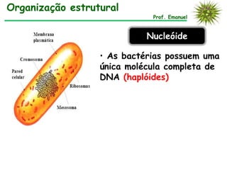 Prof. Emanuel
Organização estrutural
Nucleóide
• As bactérias possuem uma
única molécula completa de
DNA (haplóides)
 