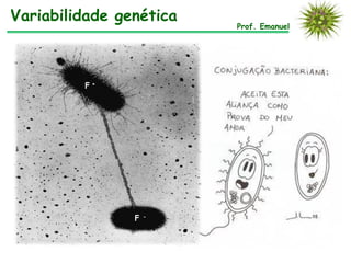Prof. Emanuel
Variabilidade genética
F +
F -
 