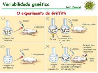 Prof. Emanuel
Variabilidade genética
O experimento de Griffith
 