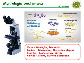 Morfologia bacteriana
Prof. Emanuel
Cocos – Meningite, Pneumonia
Bacilos – Tuberculose, Hanseníase (lepra)
Espirilos – Leptospirose, Sífilis
Vibrião – Cólera, gastrite bacteriana
 