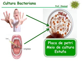 Placa de petri
Meio de cultura
Estufa
Cultura Bacteriana
Prof. Emanuel
 