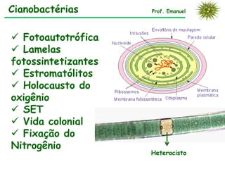 Cianobactérias Prof. Emanuel
 Fotoautotrófica
 Lamelas
fotossintetizantes
 Estromatólitos
 Holocausto do
oxigênio
 SET
 Vida colonial
 Fixação do
Nitrogênio
Heterocisto
 