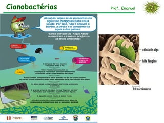Cianobactérias Prof. Emanuel
 