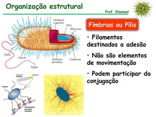 Organização estrutural
Prof. Emanuel
Fímbrias ou Pílis
• Filamentos
destinados a adesão
• Não são elementos
de movimentação
• Podem participar da
conjugação
 