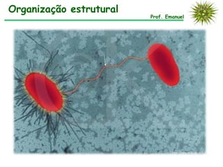 Organização estrutural
Prof. Emanuel
 
