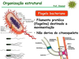 Organização estrutural
Prof. Emanuel
Flagelo bacteriano
• Filamento protéico
(flagelina) destinado a
movimentação
• Não deriva do citoesqueleto
 