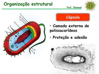 Organização estrutural
Prof. Emanuel
Cápsula
• Camada externa de
polissacarídeos
• Proteção e adesão
 