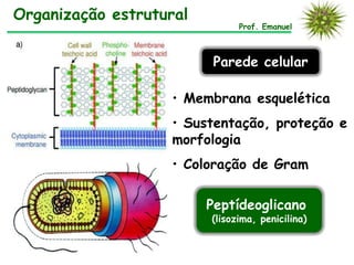 Organização estrutural
Prof. Emanuel
Parede celular
• Membrana esquelética
• Sustentação, proteção e
morfologia
• Coloração de Gram
Peptídeoglicano
(lisozima, penicilina)
 