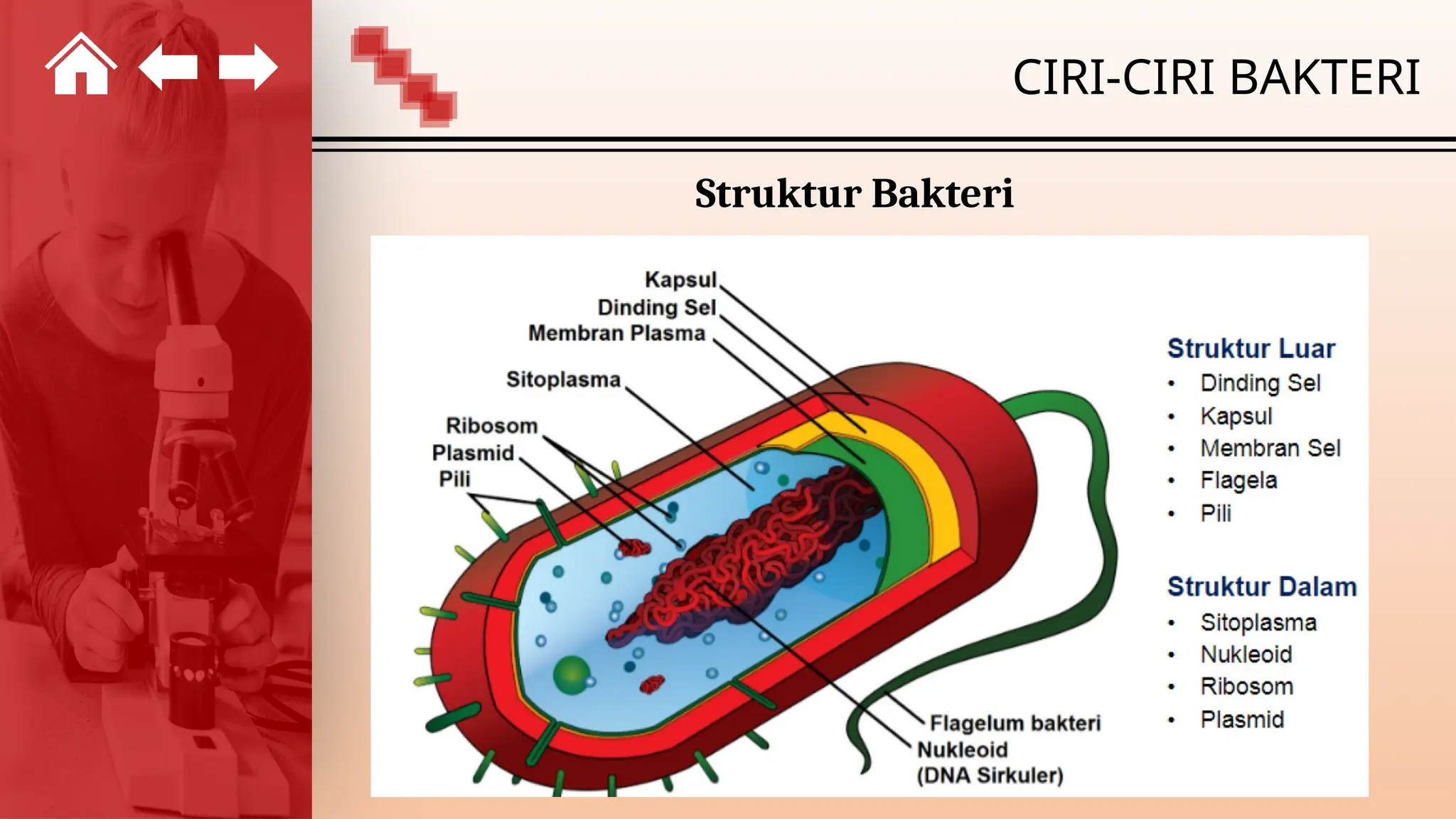 BAB 2 KINGDOM MONERA KURIKULUM MERDEKA ATAU KURIKULUM YANG LAIN | PPTX