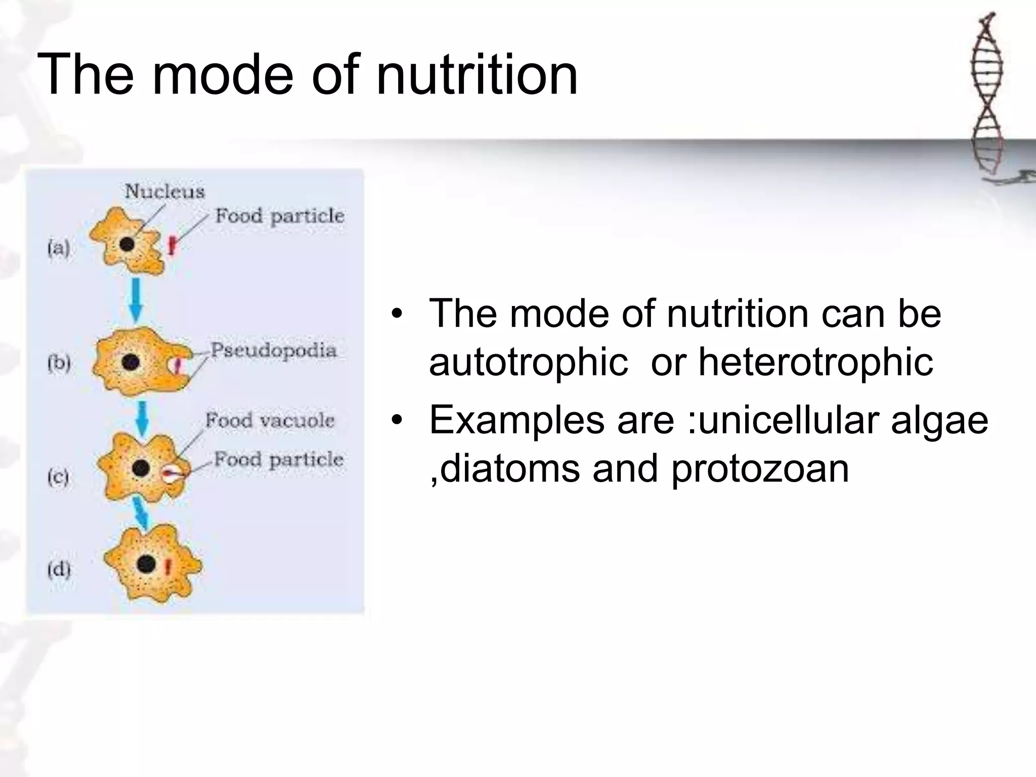 Monera and protista | PPTX
