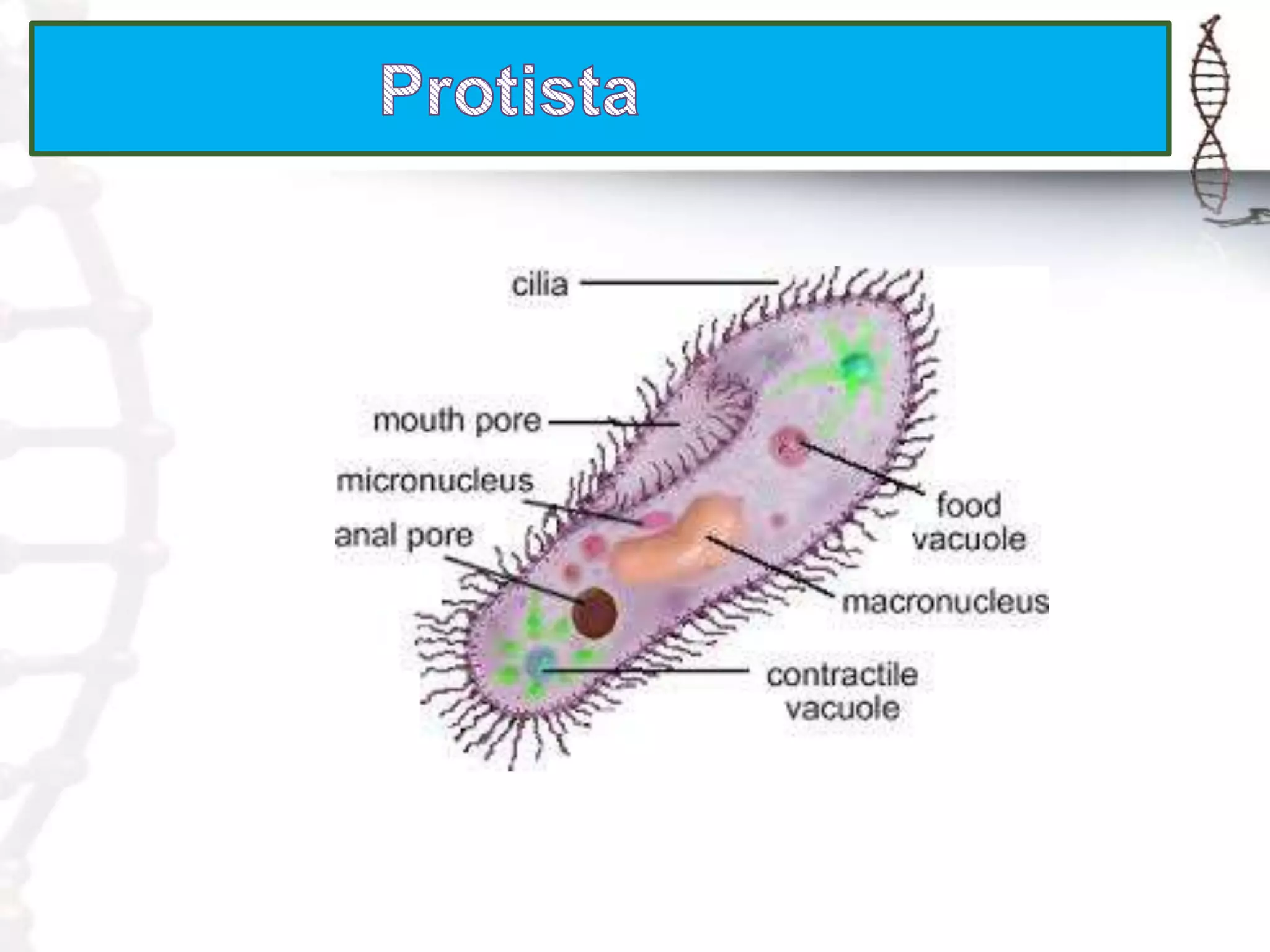 Monera and protista | PPTX