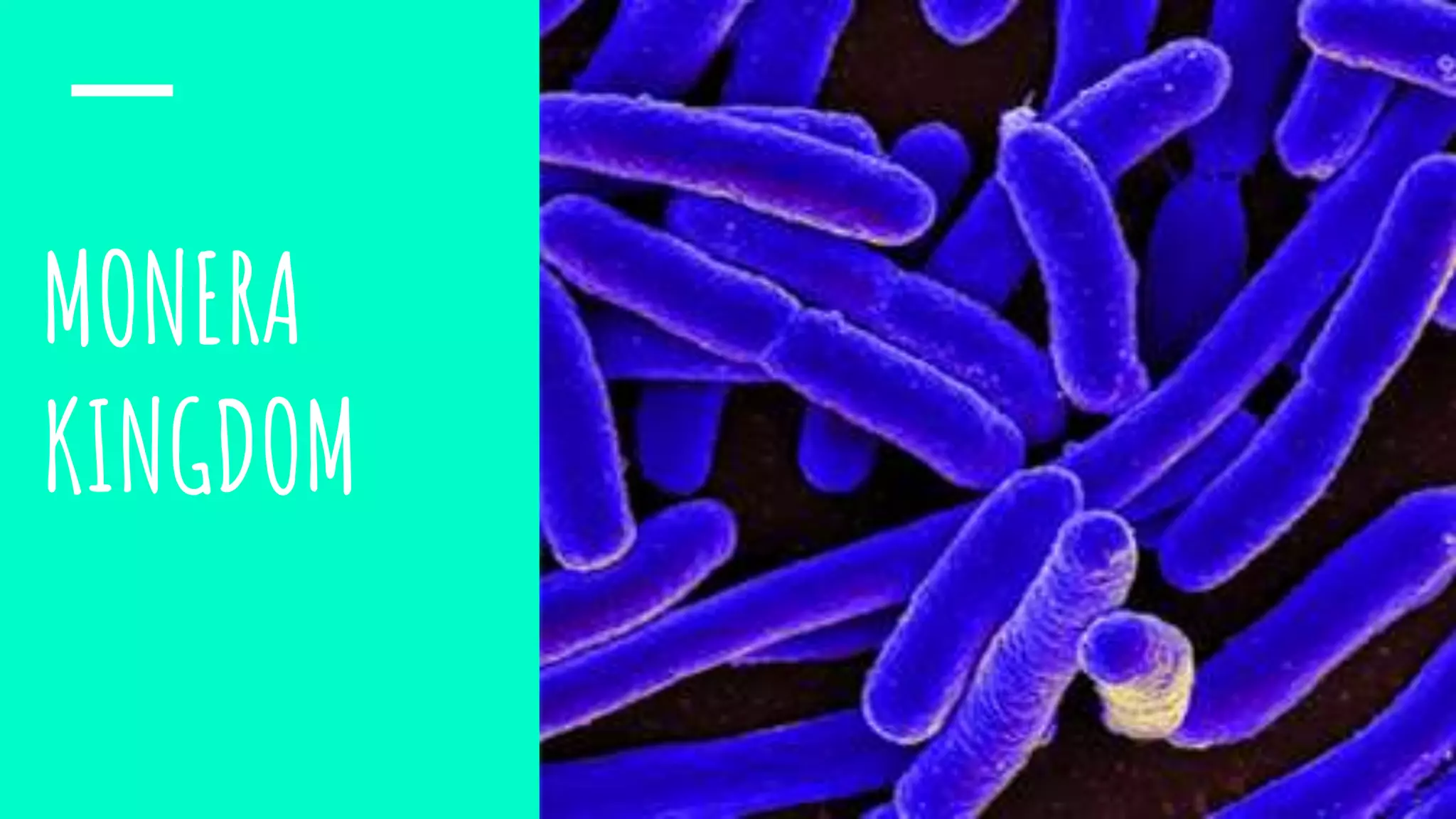 Monera kingdom | PPTX