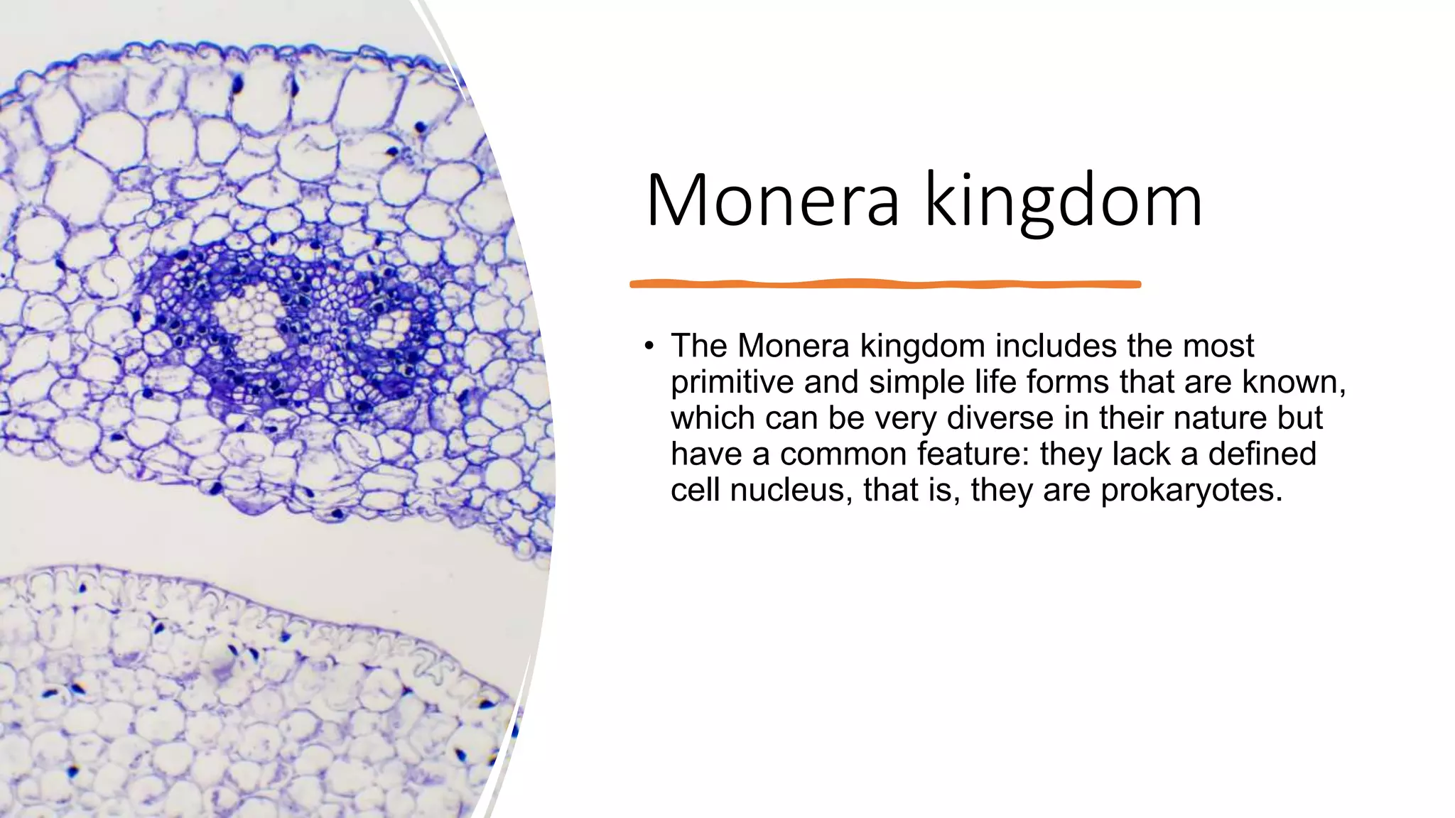 Monera kingdom.pptx