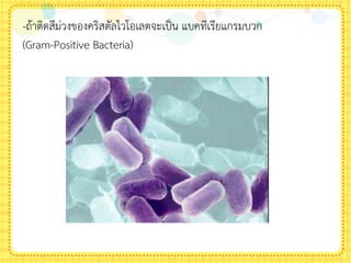 -ถ้าติดสีม่วงของคริสตัลไวโอเลตจะเป็น แบคทีเรียแกรมบวก
(Gram-Positive Bacteria)
 