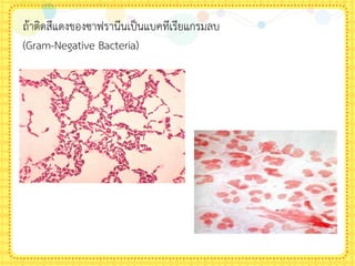 ถ้าติดสีแดงของซาฟรานีนเป็นแบคทีเรียแกรมลบ
(Gram-Negative Bacteria)
 