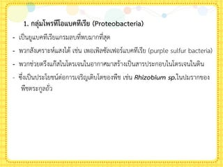1. กลุ่มโพรทีโอแบคทีเรีย (Proteobacteria)
- เป็นยูแบคทีเรียแกรมลบที่พบมากที่สุด
- พวกสังเคราะห์แสงได้ เช่น เพอเพิลซัลเฟอร์แบคทีเรีย (purple sulfur bacteria)
- พวกช่วยตรึงแก๊สไนโตรเจนในอากาศมาสร้างเป็นสารประกอบไนโตรเจนในดิน
- ซึ่งเป็นประโยชน์ต่อการเจริญเติบโตของพืช เช่น Rhizobium sp.ในปมรากของ
พืชตระกูลถั่ว
 